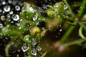 Water drops, droplets stuck on a cobweb after rain photo