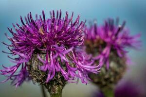 cerca imagen de centaurea escabiosa flor en un mar antecedentes foto