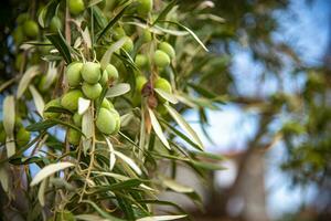 Green olives on an ovile tree is summer, Lindos, Greece photo