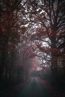Country road on a misty morring in autumn photo