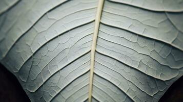 Close up texture leaf structure macro photography, abstract texture, Generative AI illustration photo