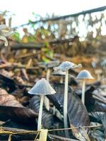 Coprinopsis lagopus mushroom or commonly called rabbit foot fungus photo