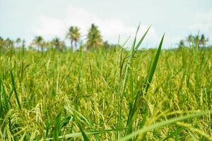 the rice in the paddy fields that are still young is green photo