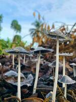 Coprinopsis lagopus mushroom or commonly called rabbit foot fungus photo