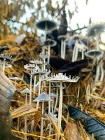 Coprinopsis lagopus mushroom or commonly called rabbit foot fungus photo