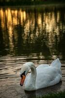 Swan in a lake on a sunny evening by the forest photo