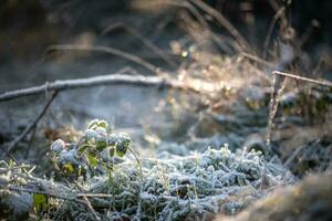 Last leafe frozen in late sunlight photo