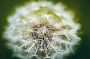 cerca arriba macro de un diente de león en un soleado primavera día, Oeste sussex, Reino Unido. foto