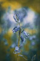 Butterly landed on a bluebell on a sunny evening in early spring, West Sussex, UK photo