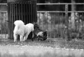 Cute Pet Dog on Walk at Local Public Park of London England UK. photo