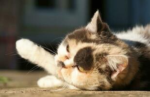 Cute Kitten is Posing in the Home Garden at Luton, England UK photo