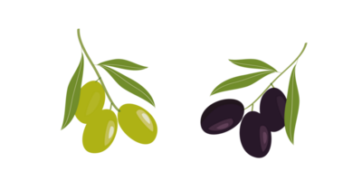 Olive hand drawn branch with green and black olives isolated png