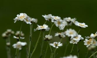 Serbian yarrow, achillea serbica photo