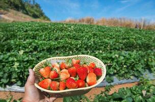 strawberry on a farm field photo