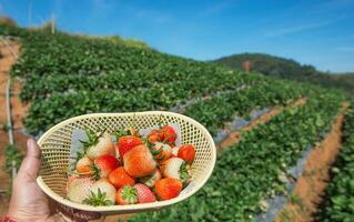 strawberry on a farm field photo