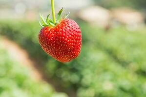 strawberry on a farm field photo