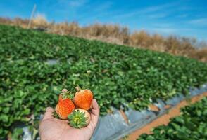 strawberry on a farm field photo