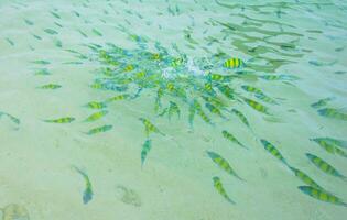 Feeding fish in the sea photo