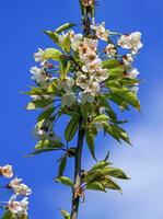 Wild, sweet, bird or gean cherry tree, prunus avium, flowers photo