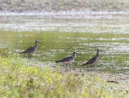 Eurasian curlew, numenius arquata, birds, Switzerland photo