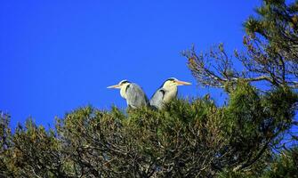 gris garzas, Ardea cinerea, en un árbol, camarga, Francia foto