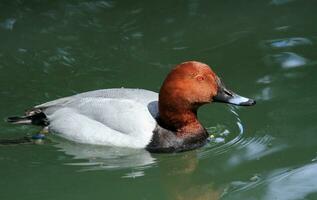 Pochard male duck photo