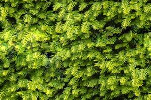 Seamless background of close up on taxus baccata evergereen hedge photo