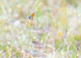 pequeño brezo mariposa, coenónimo panfilo, en un flor foto