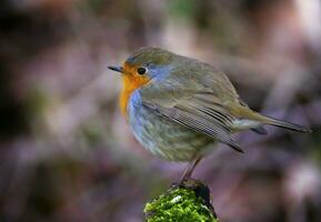 European robin, Erithacus rubecula, or robin redbreast, perched on a branch photo