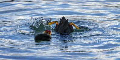 Eurasian or common coot, fulicula atra, diving for food photo