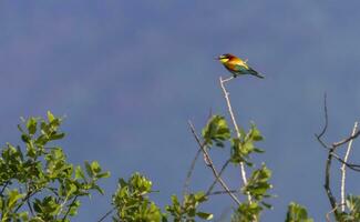 European bee-eater, merops apiaster, bird photo