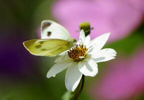 White butterfly and flower photo