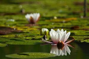 Lotus flower in a pond photo