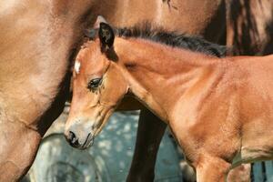 Foal next to its mum photo