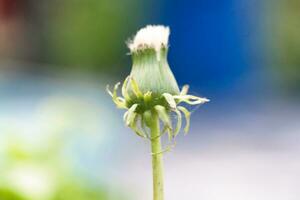 cerca arriba imagen de planta y flor foto