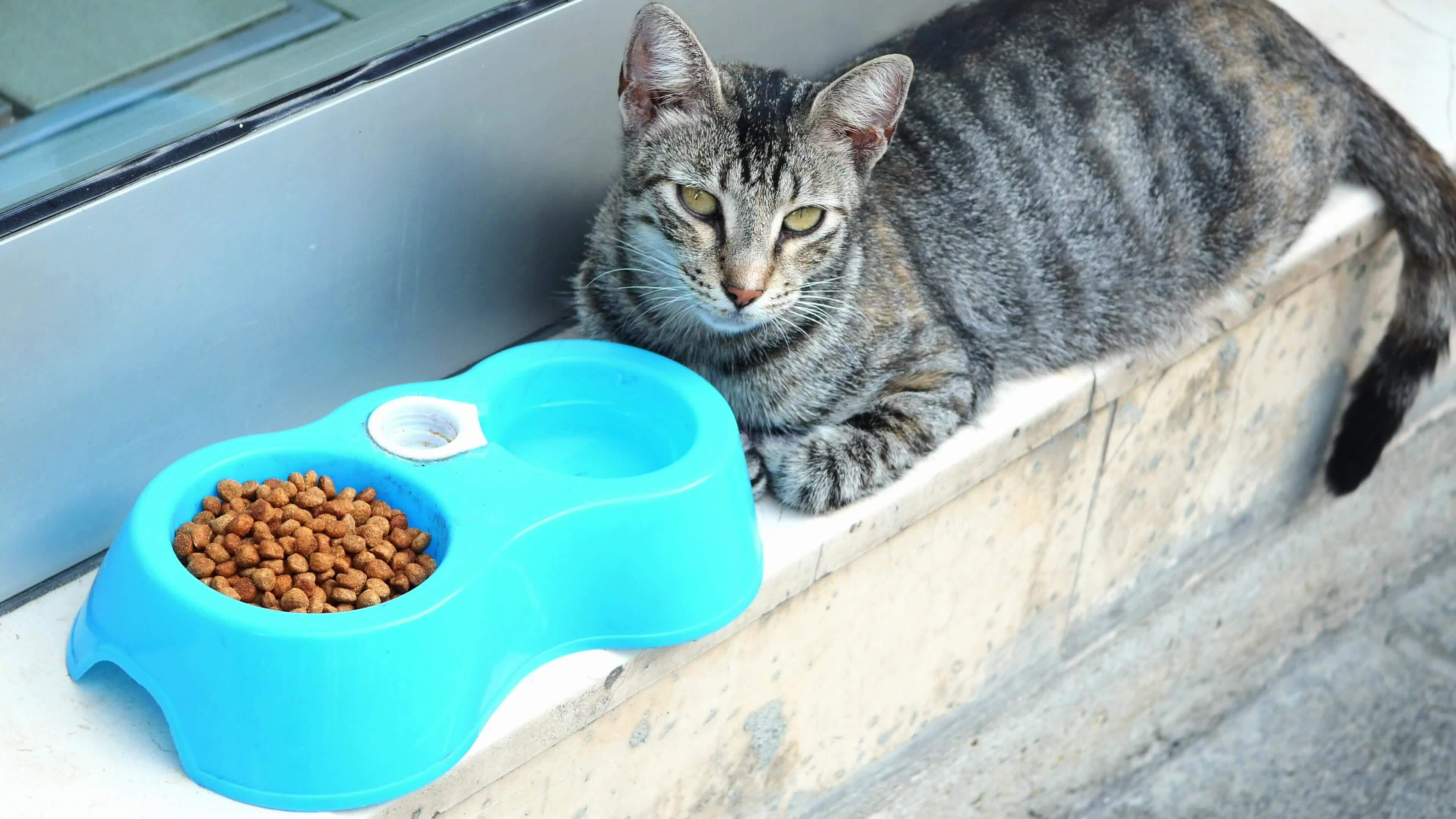 Cat eating out of bowl 30962151 Stock Video at Vecteezy