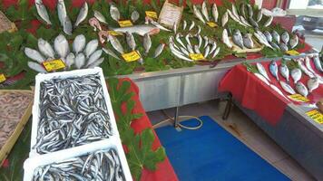 fresh fish in ice at local market shop video