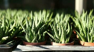 cactus tree in a pot on white background video