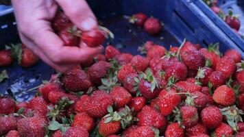 Mann Hand pflücken viele Erdbeeren video