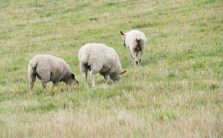 Beautiful Low Angle View of British Lamb and Sheep Farms at Upper Sundon Park Luton, England UK. Image Was captured on August 15th, 2023 during sunset at Countryside of UK photo