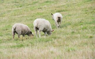 Beautiful Low Angle View of British Lamb and Sheep Farms at Upper Sundon Park Luton, England UK. Image Was captured on August 15th, 2023 during sunset at Countryside of UK photo