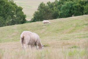 Beautiful Low Angle View of British Lamb and Sheep Farms at Upper Sundon Park Luton, England UK. Image Was captured on August 15th, 2023 during sunset at Countryside of UK photo