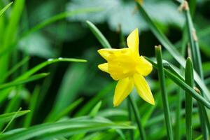 Close Up Image of Plant and Flower photo