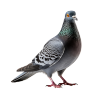 Pigeon isolé sur transparent arrière-plan, établi avec génératif ai png
