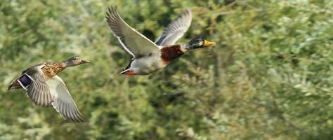 Mallard ducks flying photo