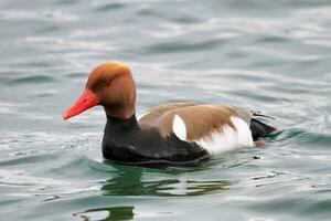 Red-crested pochard duck, netta rufina photo