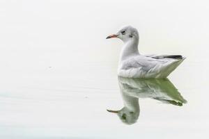 Black-headed gull, chroicocephalus ridibundus, on the water lake photo