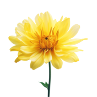gul blomma, gul blomma png, transparent bakgrund, ai generativ png