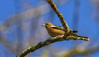 Male common chaffinch bird, fringilla coelebs photo