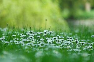 Close Up Image of Plant and Flower photo